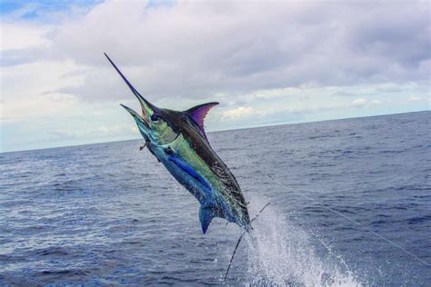Marlin fishing .